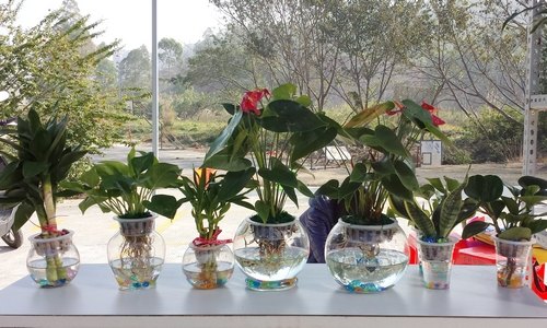 【一面旗幟】科技創(chuàng)新 綠色水培